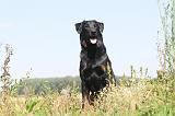 BEAUCERON 133